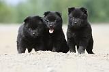 SCHIPPERKE 504